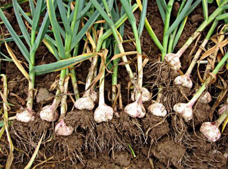 農業科普：你所不知道的大蒜的秘密，帶你走進大蒜的世界