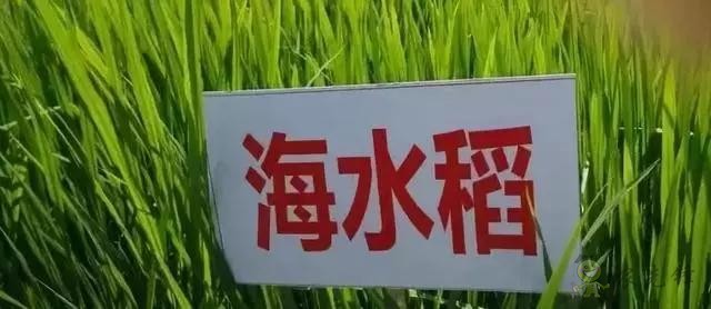 對不起，我跟著華為，辭職種地了！
