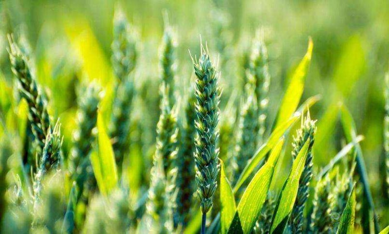 智慧農業前景好，可為啥農民用得少？