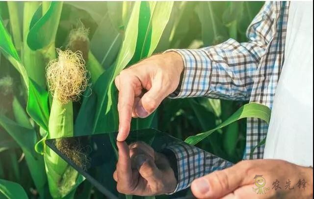 未來農業價值可期！阿里、京東、華為，碧桂園紛紛發力數字農業