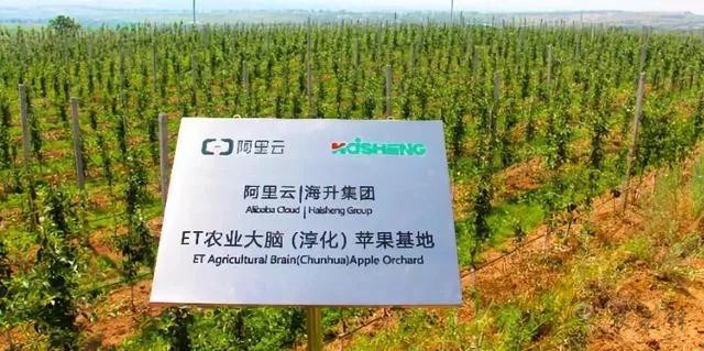 未來農業價值可期！阿里、京東、華為，碧桂園紛紛發力數字農業