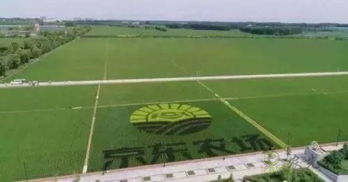 京東的這些&ldquo;網紅&rdquo;農業項目，你都知道嗎？