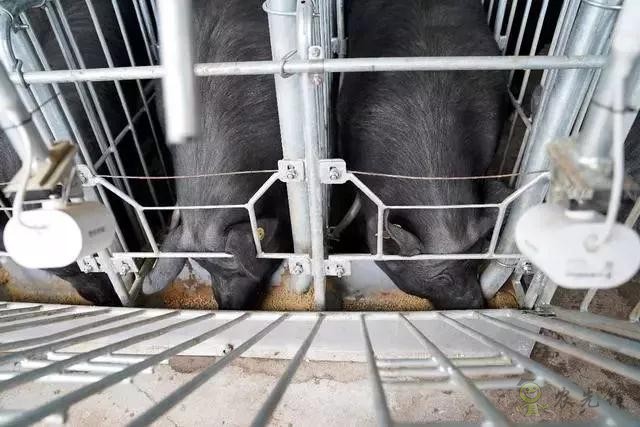 京東的這些&ldquo;網紅&rdquo;農業項目，你都知道嗎？