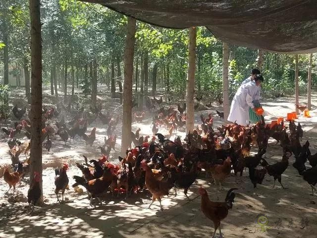 京東的這些&ldquo;網紅&rdquo;農業項目，你都知道嗎？