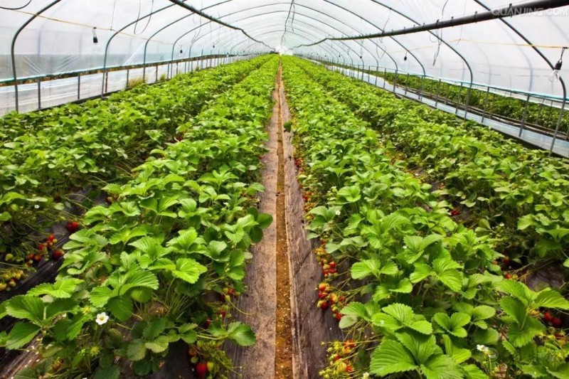 農業物聯網如何顛覆傳統農業？