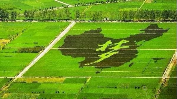 區塊鏈農業迎來政策風向標！