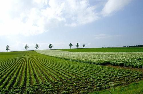 現代農業發展趨勢如何？有哪些新模式？