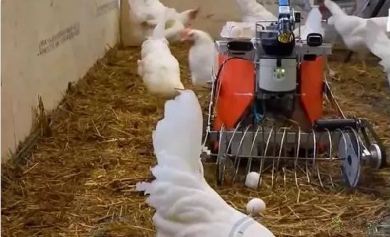 當機器人走進農場，奶牛都震驚了！