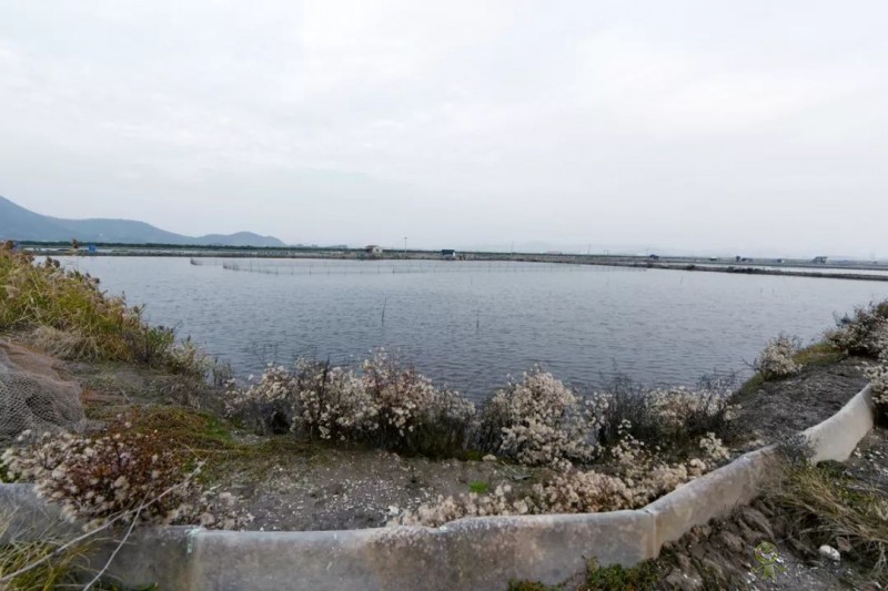 網易味央（三門）現代農業示范園正式開工！