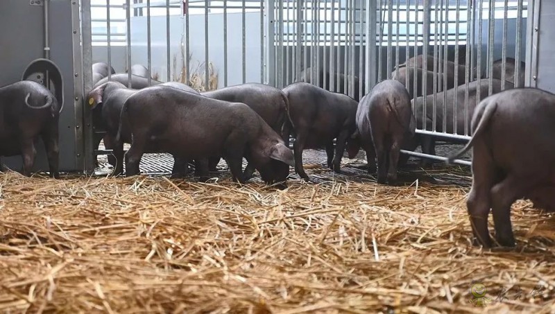 網易味央（三門）現代農業示范園正式開工！