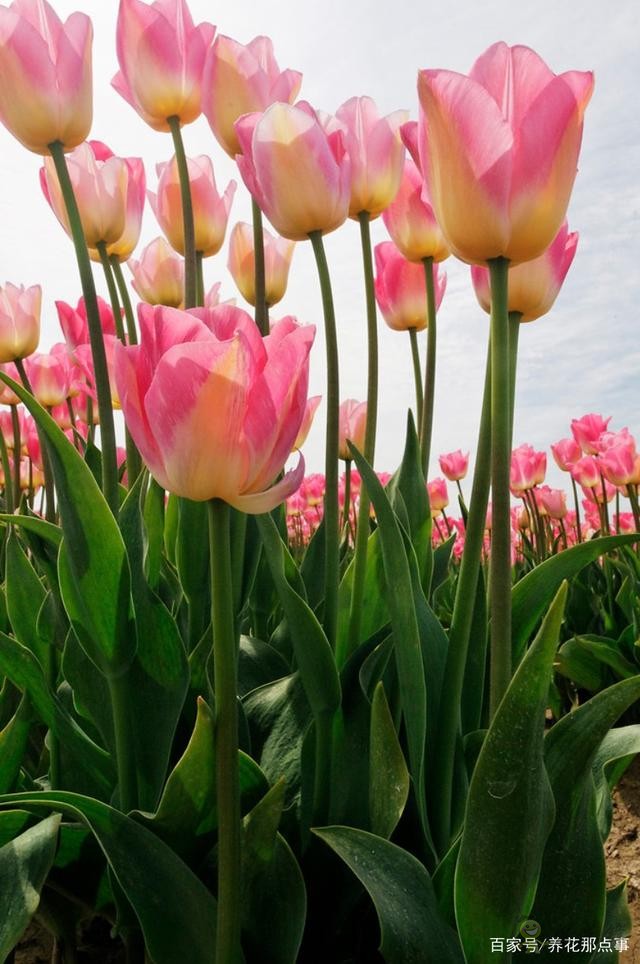 透過郁金香看荷蘭的現代農業，切花球根都能賣，還能吸引觀光客