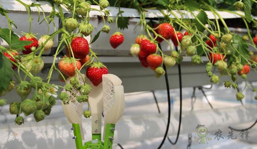 農業機器人大規模投產，以后農民靠什么收入？