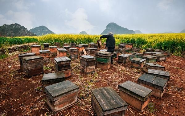 蜜蜂與現代農業：從&ldquo;取一半，留一半&rdquo;到&ldquo;送蜜蜂上戰場&rdquo;