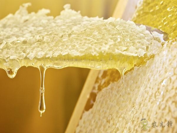 蜜蜂與現代農業：從&ldquo;取一半，留一半&rdquo;到&ldquo;送蜜蜂上戰場&rdquo;