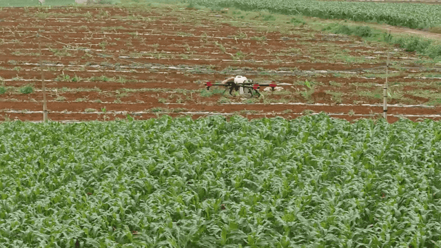 &ldquo;聯手治蝗&rdquo;巴基斯坦將在農業中投入更多如無人機等高新技術