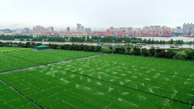 廣東黃埔長洲島啟動建設現代農業科技&ldquo;黃埔軍校&rdquo;