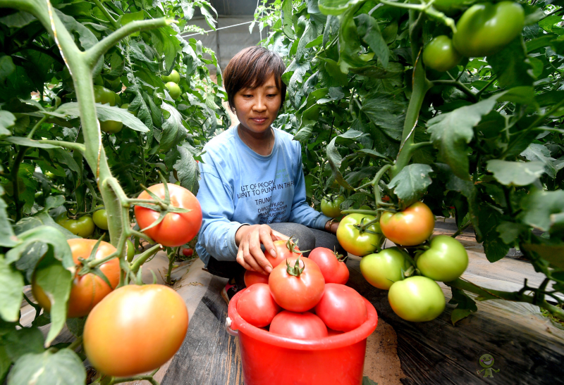 陜西加快構建現代農業&ldquo;三大體系&rdquo;