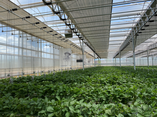 誰種出的草莓更好，人工智能VS頂尖農人？