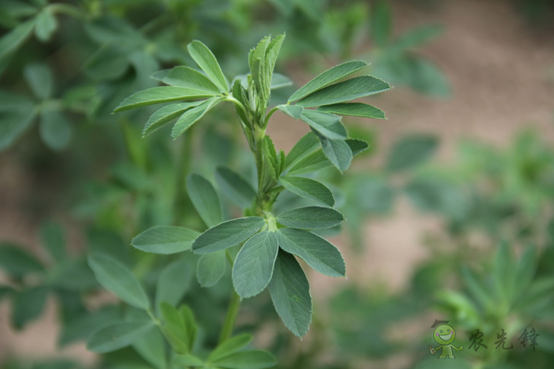 &ldquo;太空里種草&rdquo; 紫花苜蓿、燕麥在嫦娥五號上進行誘變實驗