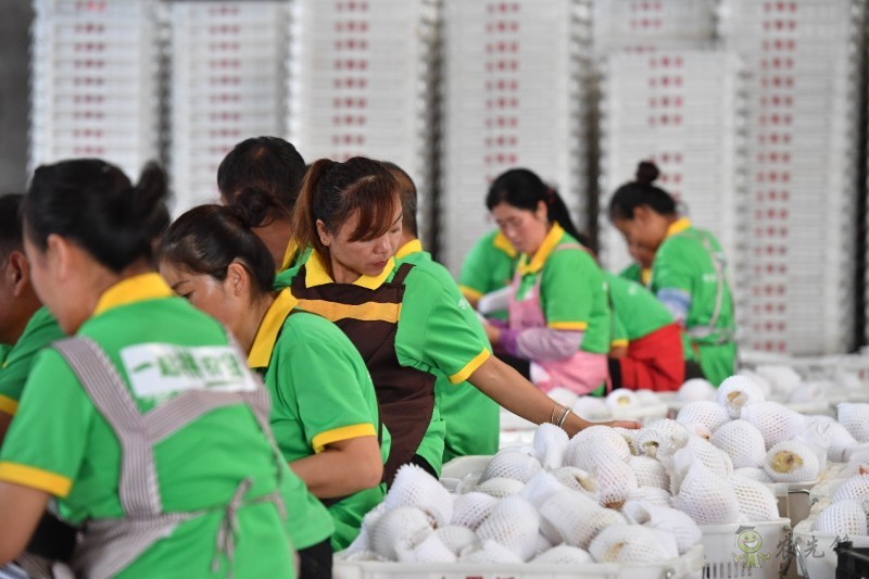 拼多多持續再加碼農業，&ldquo;最初一公里&rdquo;構架基本完成