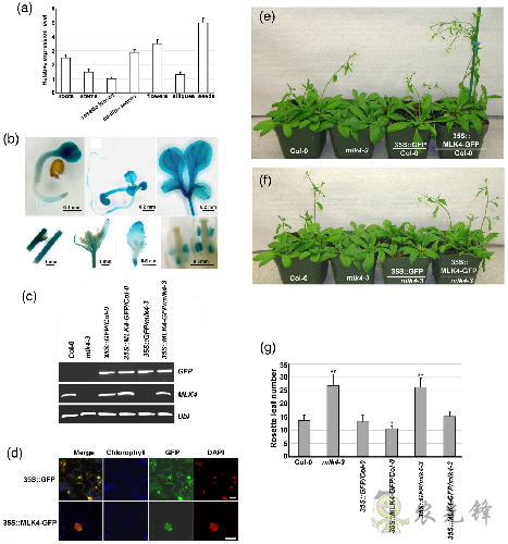 植物開花早晚是如何被精準調控的？