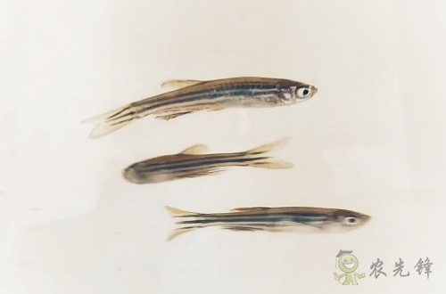 腸道土著菌讓魚兒吃糖長肉？