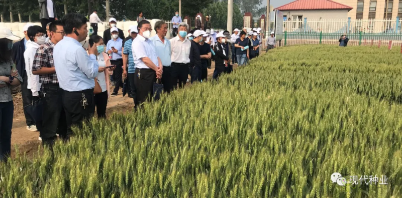 小麥良種攻關獲新進展：不只&ldquo;節水&rdquo;一技傍身 更可兼顧優質多抗