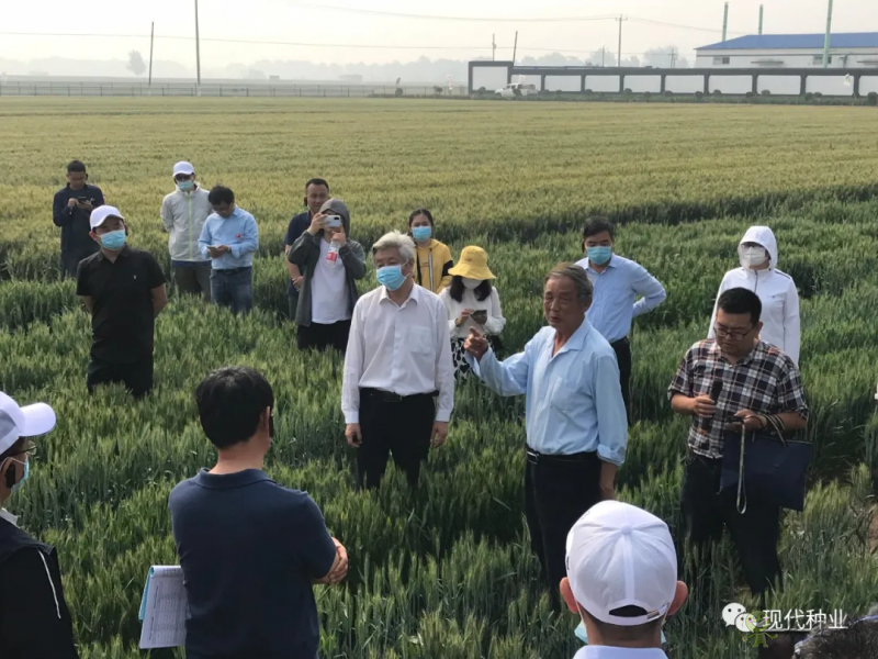 小麥良種攻關獲新進展：不只&ldquo;節水&rdquo;一技傍身 更可兼顧優質多抗