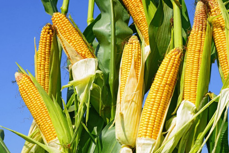 【深度透視】美國糧食巨頭是怎樣一步一步控制壟斷中國糧食的？