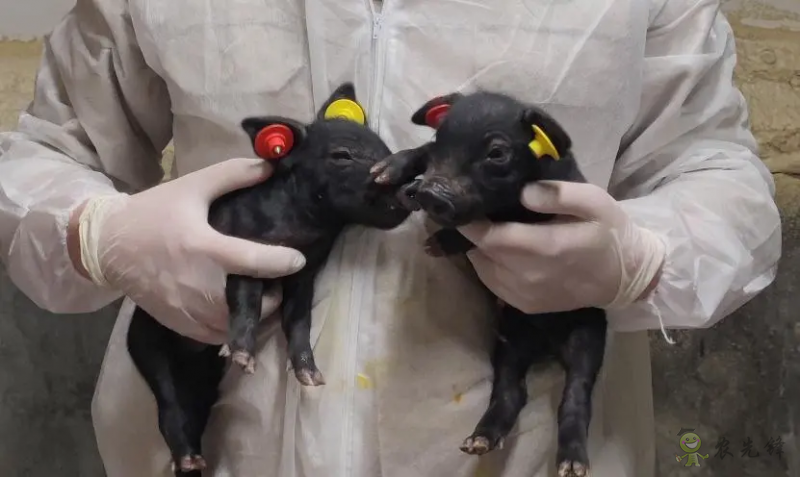 國內首次！14頭克隆豬誕生