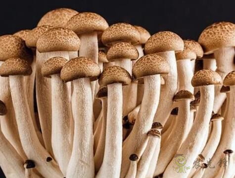 采摘成功率可達97%，蘑菇采摘機器人