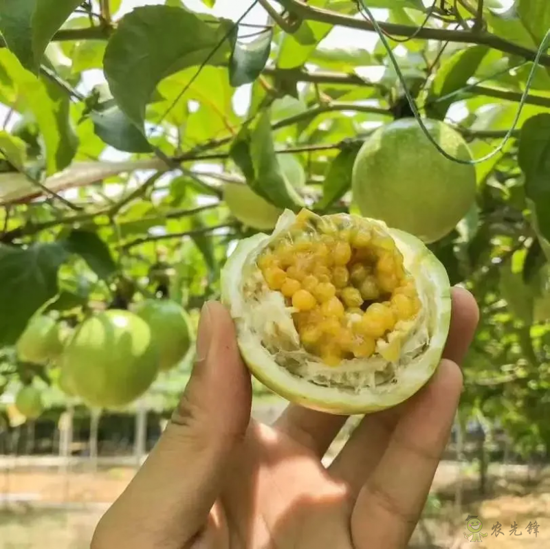 加快完善農村電商服務體系，農業農村電商展8月福州舉辦