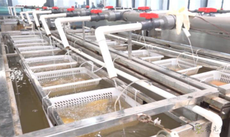 鮰魚新品種&ldquo;江豐1號&rdquo;產業支撐效果顯著