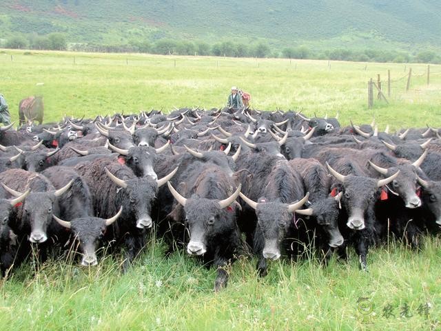 青海&ldquo;：高原種都&rdquo;夯實種業家底