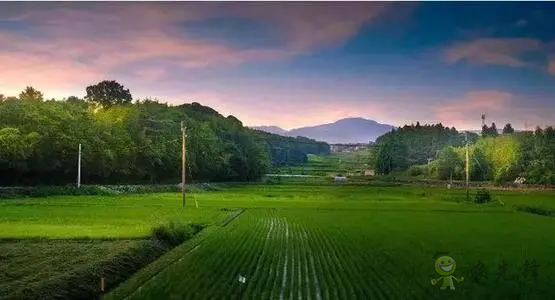 日本農產品自給率下降，糧食安全排名卻上升