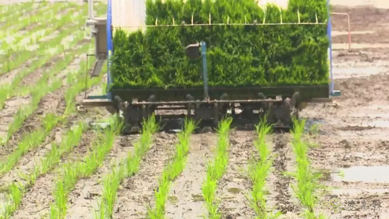 智慧農機上陣 ！無人駕駛插秧機開始大面積試點！