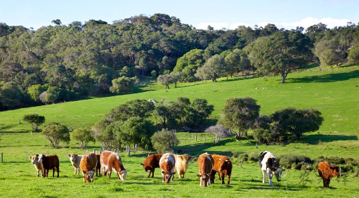 澳大利亞農業進入4.0時代，對中國農業有何啟示?