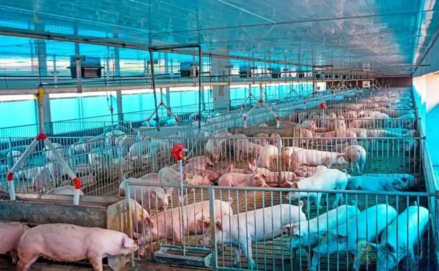 浙江：未來，數字化設施裝備是規模豬場的標配