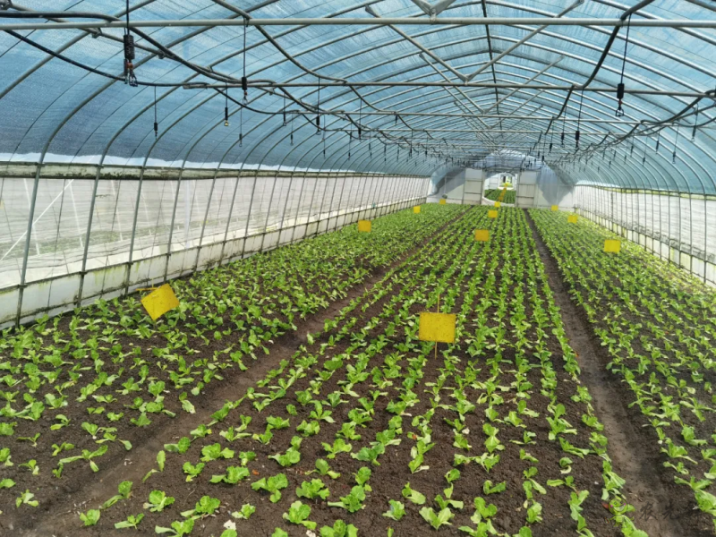 青浦：發展節水灌溉，推動農業提質增效