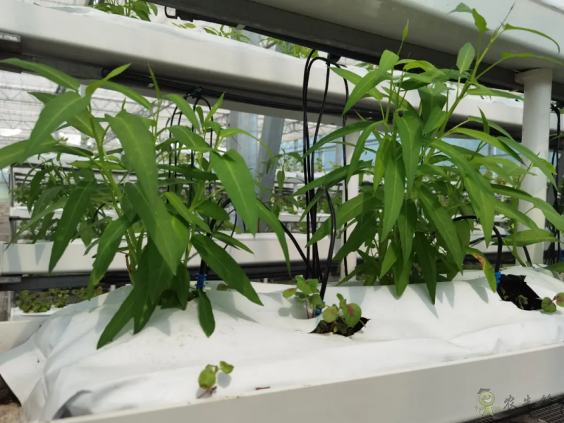 青浦：發展節水灌溉，推動農業提質增效