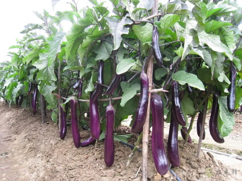 入伏后可以種植什么蔬菜？注意事項有哪些？