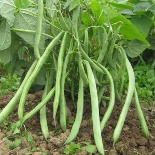 入伏后可以種植什么蔬菜？注意事項有哪些？