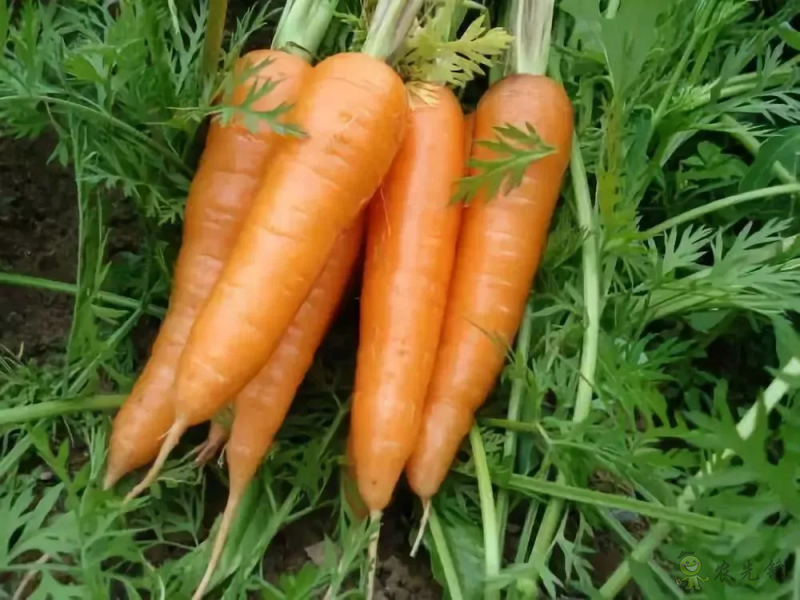 入伏后可以種植什么蔬菜？注意事項有哪些？