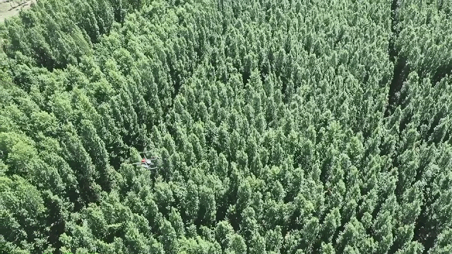 新疆 4 萬畝楊樹林蟲害爆發，極飛農業無人機升空阻擊