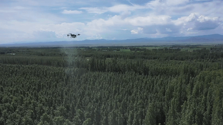 新疆 4 萬畝楊樹林蟲害爆發，極飛農業無人機升空阻擊