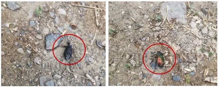 新疆 4 萬畝楊樹林蟲害爆發，極飛農業無人機升空阻擊