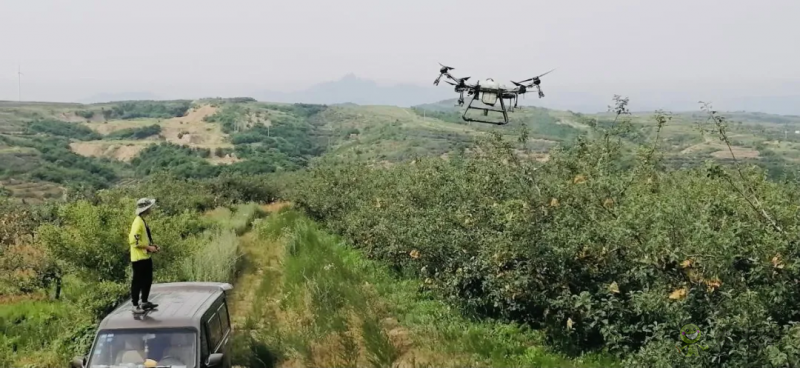 黃蚜死亡率超 90%，中國農大蘋果 T30 飛防示范園效果顯著