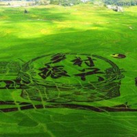 “五谷豐登、兩全其美”鄉村振興整體解決方案