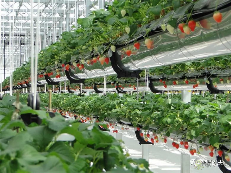 半年銷售額2億元！遼寧丹東&ldquo;空中草莓&rdquo;火了！