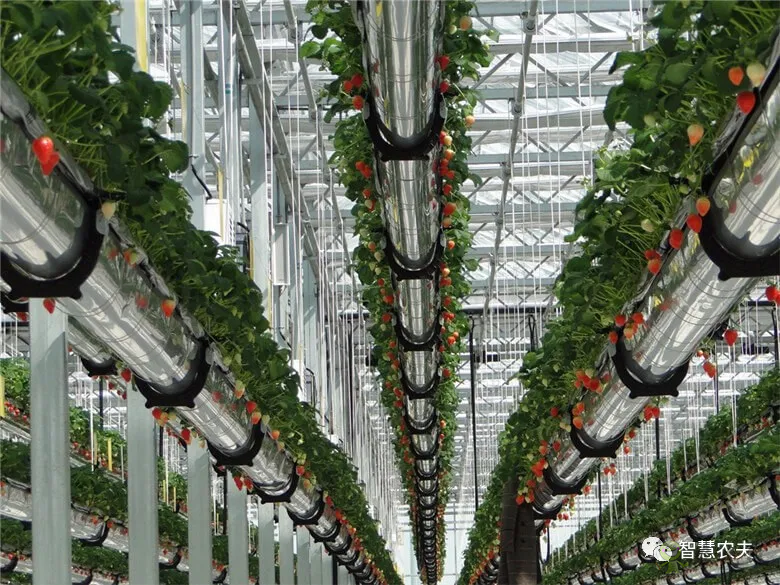 半年銷售額2億元！遼寧丹東&ldquo;空中草莓&rdquo;火了！